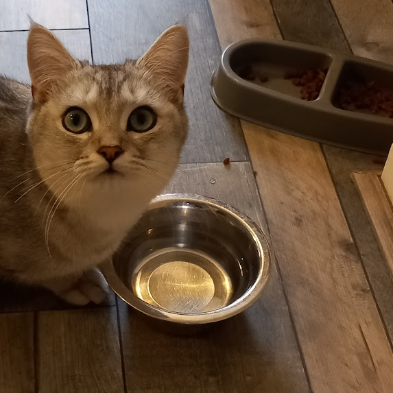 FastCats Cat Home Sitting Service in Mulbarton Norfolk